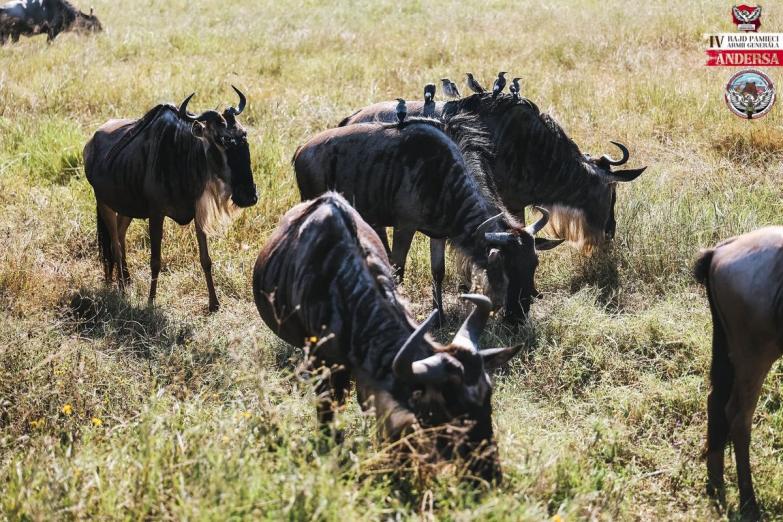 Tanzania, kraj dzikiej przyrody i polskich cmentarzy